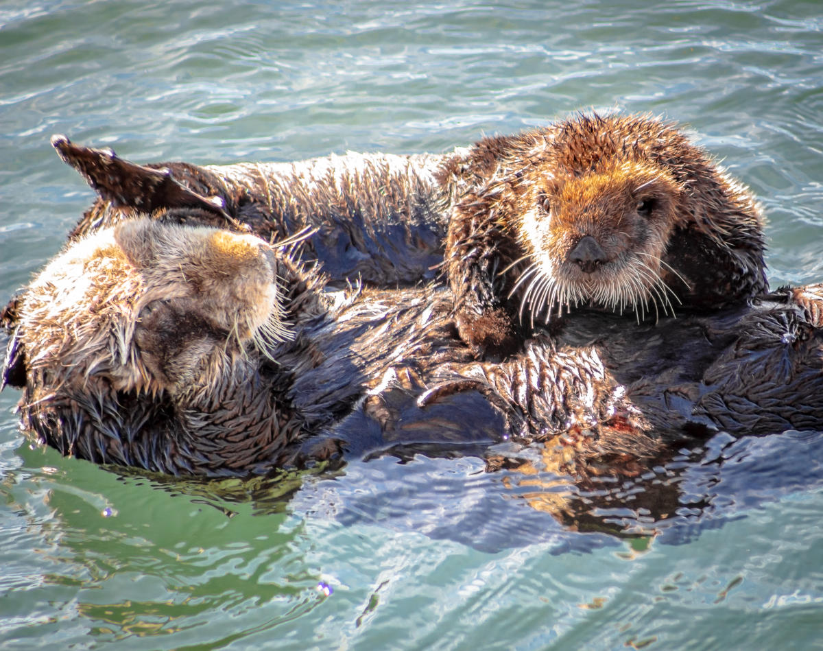 You “Otter” Visit Morro Bay NOW to Witness Newborn Sea Otter Pup ...