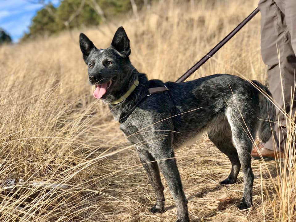 Wagging Tails Explore Muskegon's PetFriendly Fun