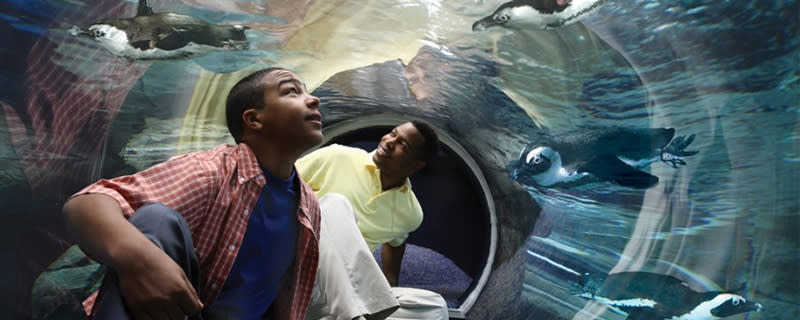 Sign Up Now For Penguin Encounters And Vip Experiences Visit