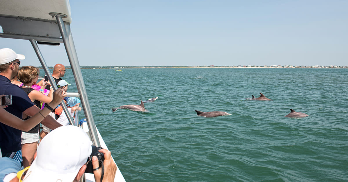 myrtle beach dolphin boat tours
