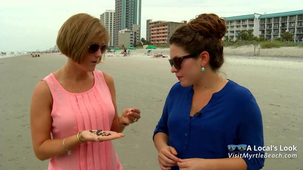 Best Tips For Finding Shark Teeth In Myrtle Beach Visit