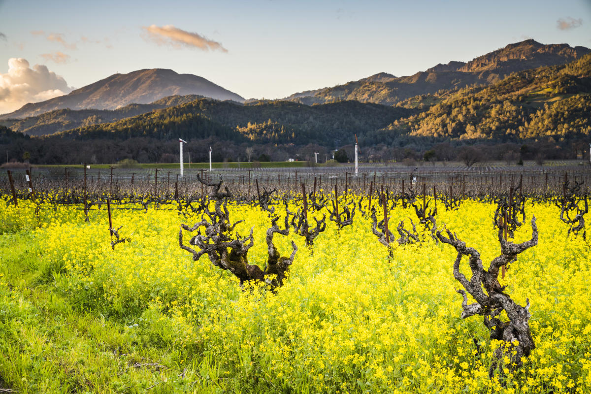 Top Napa Valley Pictures of Beautiful Views The Visit Napa Valley Blog