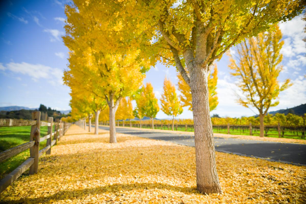 5 Reasons to Visit Napa Valley this Fall
