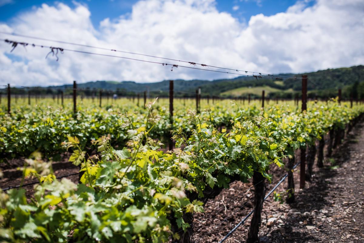 New Hot Spots to Visit in Napa Valley this Spring - The Visit Napa ...