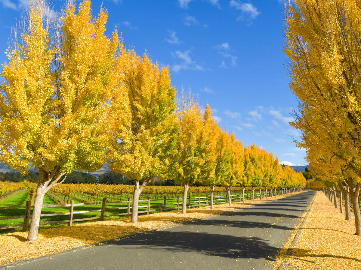 Fall foliage update: See this golden tree before it's too late