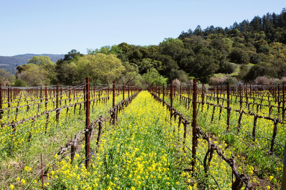 Top 5 Reasons to Visit Napa Valley this Winter The Visit Napa Valley Blog