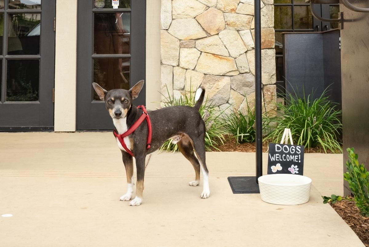 PetFriendly Hotels, Restaurants & Wineries in Napa Valley