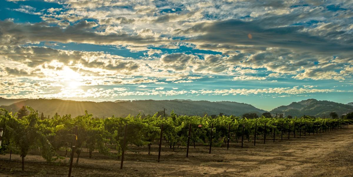 Visit Napa Valley Staff Directory Contact Our Team