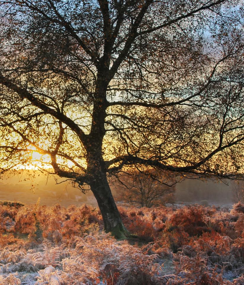 Winter wildlife in the New Forest