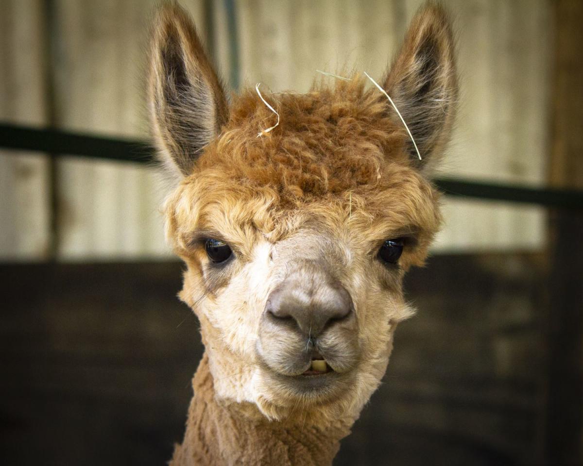top-days-out-for-animal-lovers-in-the-new-forest