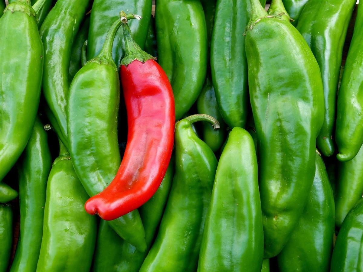How Hatch Green Chile Was Born