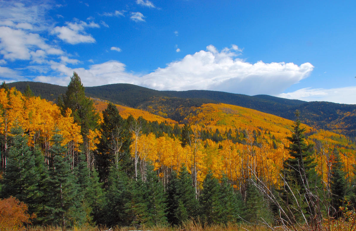 Santa Fe National Forest Scenic Byway New Mexico Tourism Travel