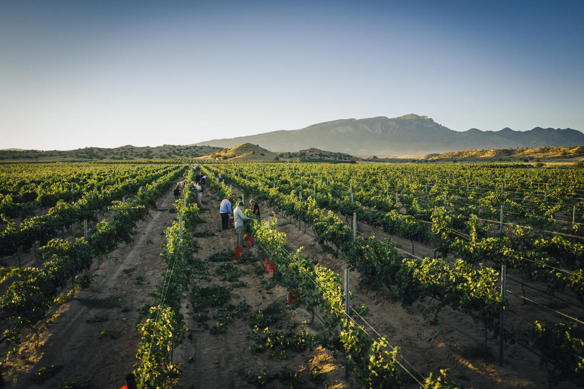 New Mexico Wine Month