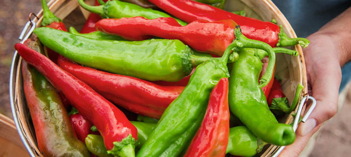 Hatch New Mexico Tourism Travel & Vacation Guide