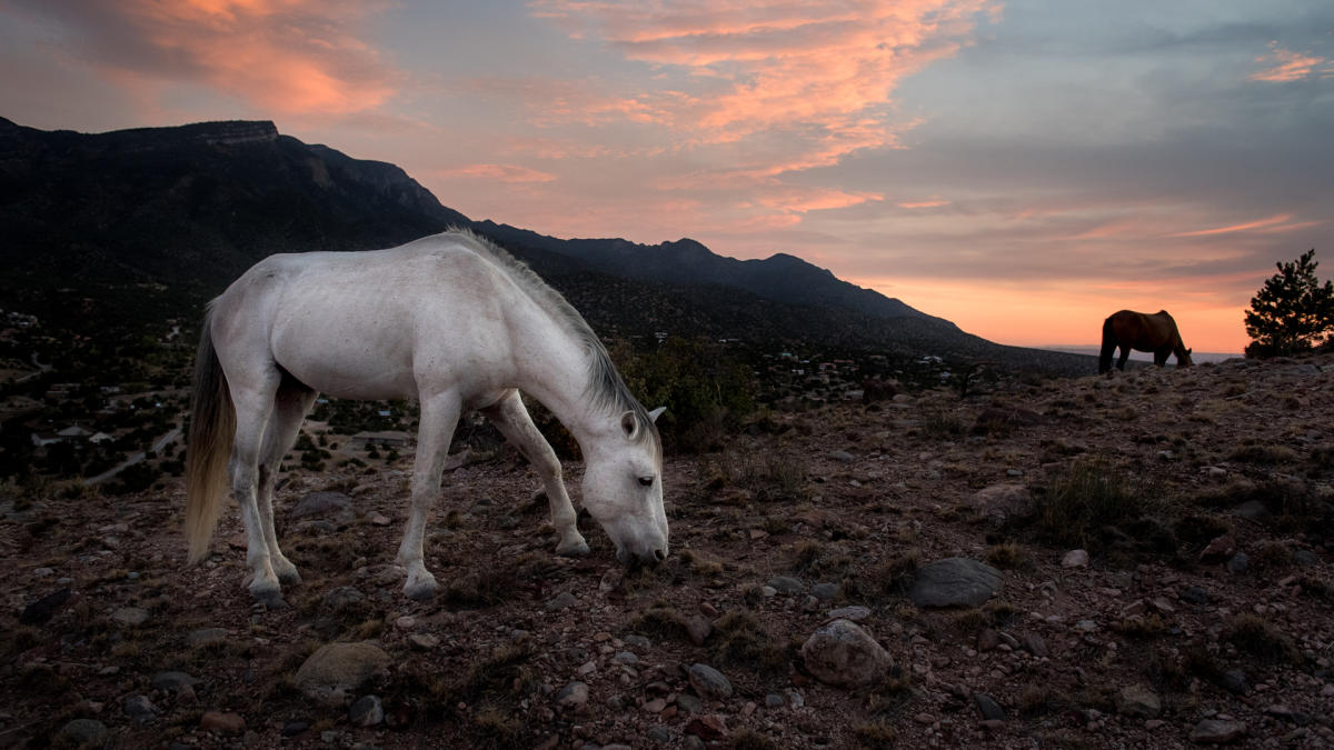 These are the Best Things To Do in Placitas, New Mexico