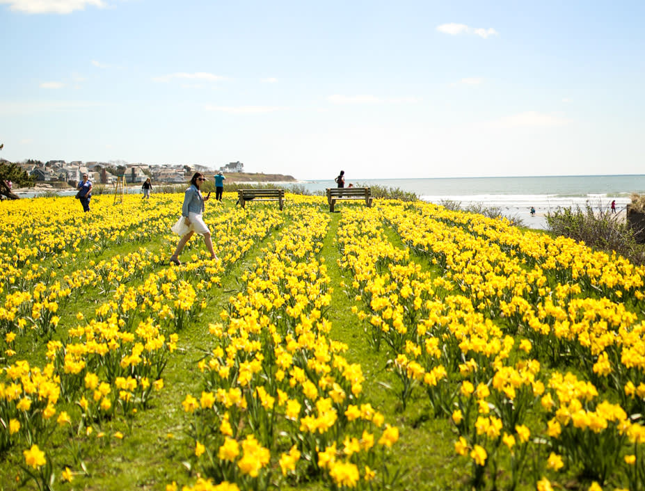 Daffodil Days Discover Newport, Rhode Island
