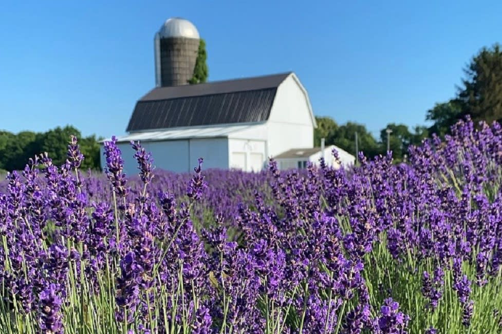 Ontario's Must-See Flower Festivals For an Escape to a World of