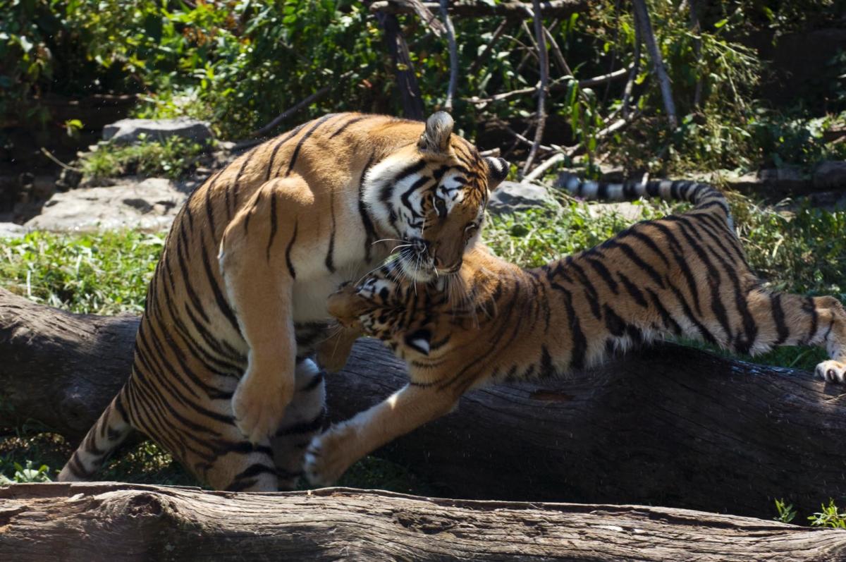 Animals & Zoos in New York Aquarium of Niagara & More