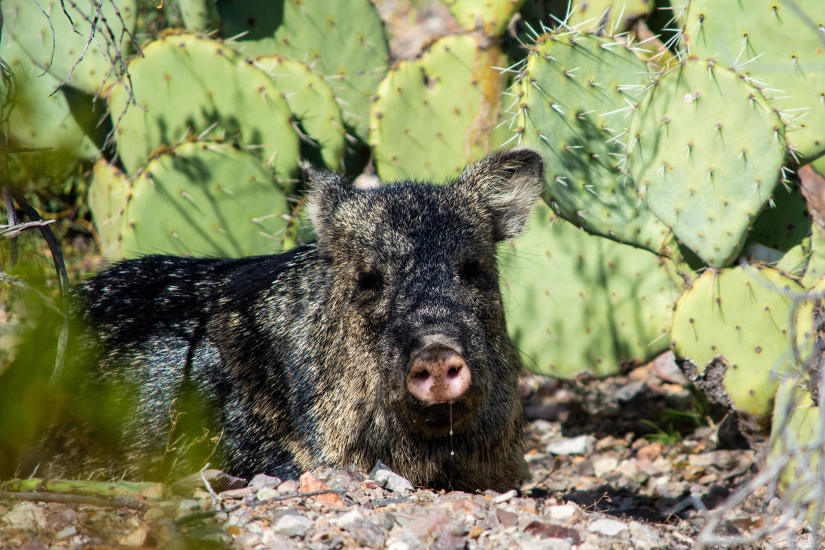 Get to Know Carlsbad Caverns National Park Wildlife