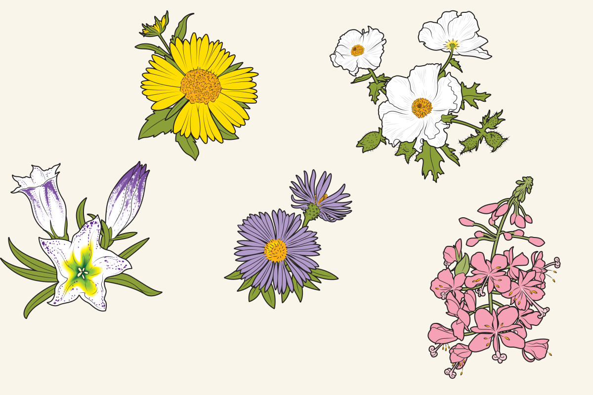 Five Fall Wildflowers to Watch for in New Mexico