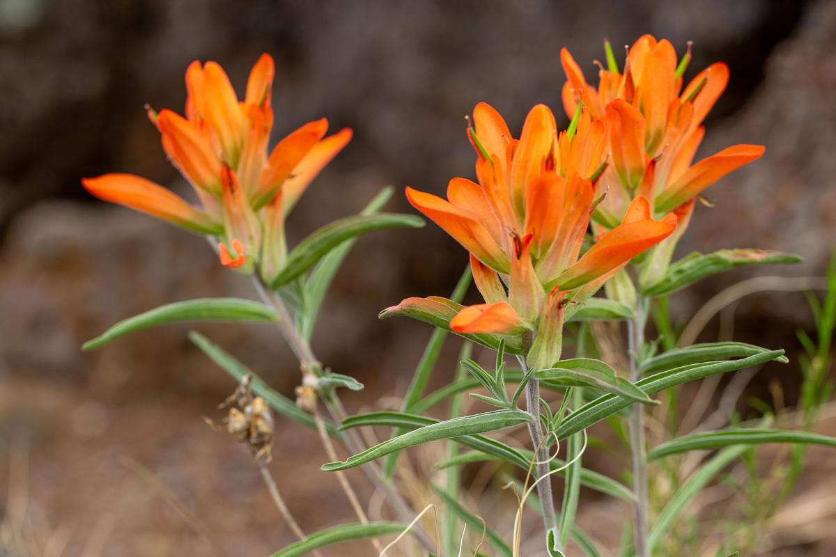 Where to Find Wildflowers in Northern New Mexico