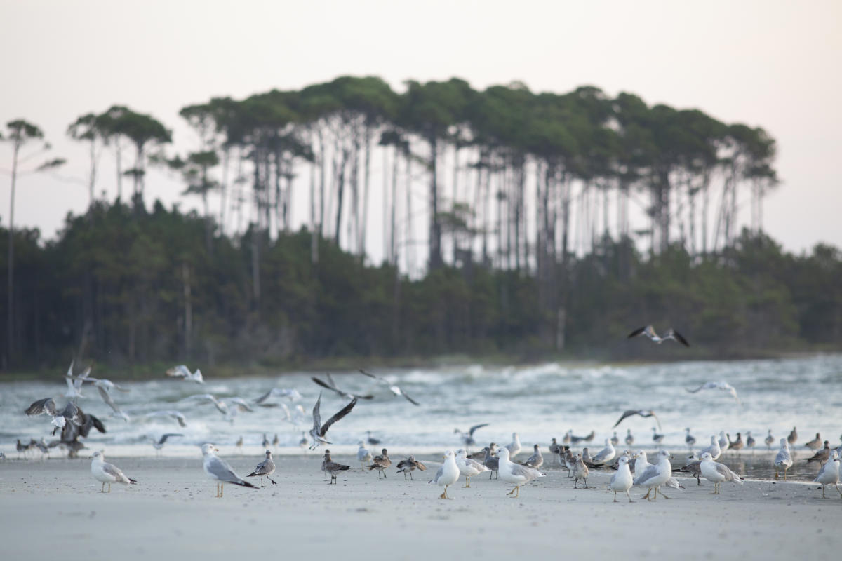Take a Trip to Waites Island Explore North Myrtle Beach, SC