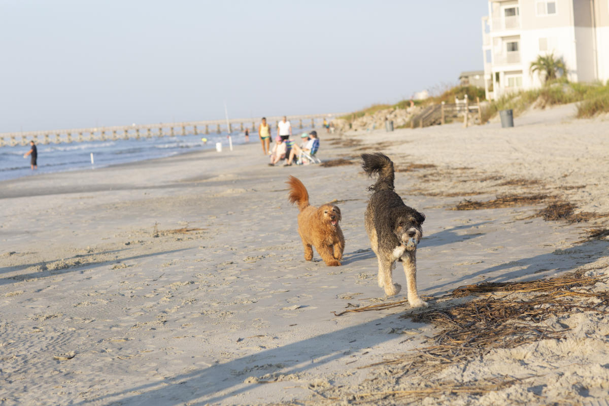 Pet-Friendly Vacation Rentals in North Myrtle Beach