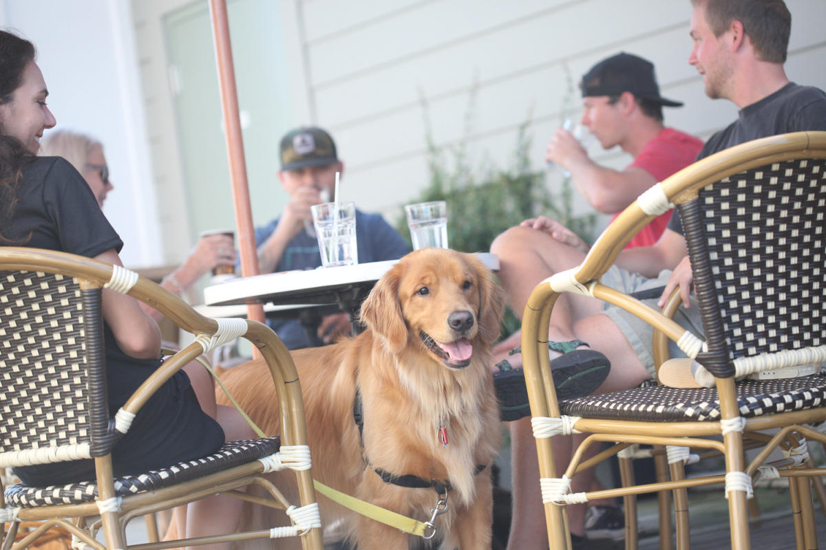 Dog Friendly Planning