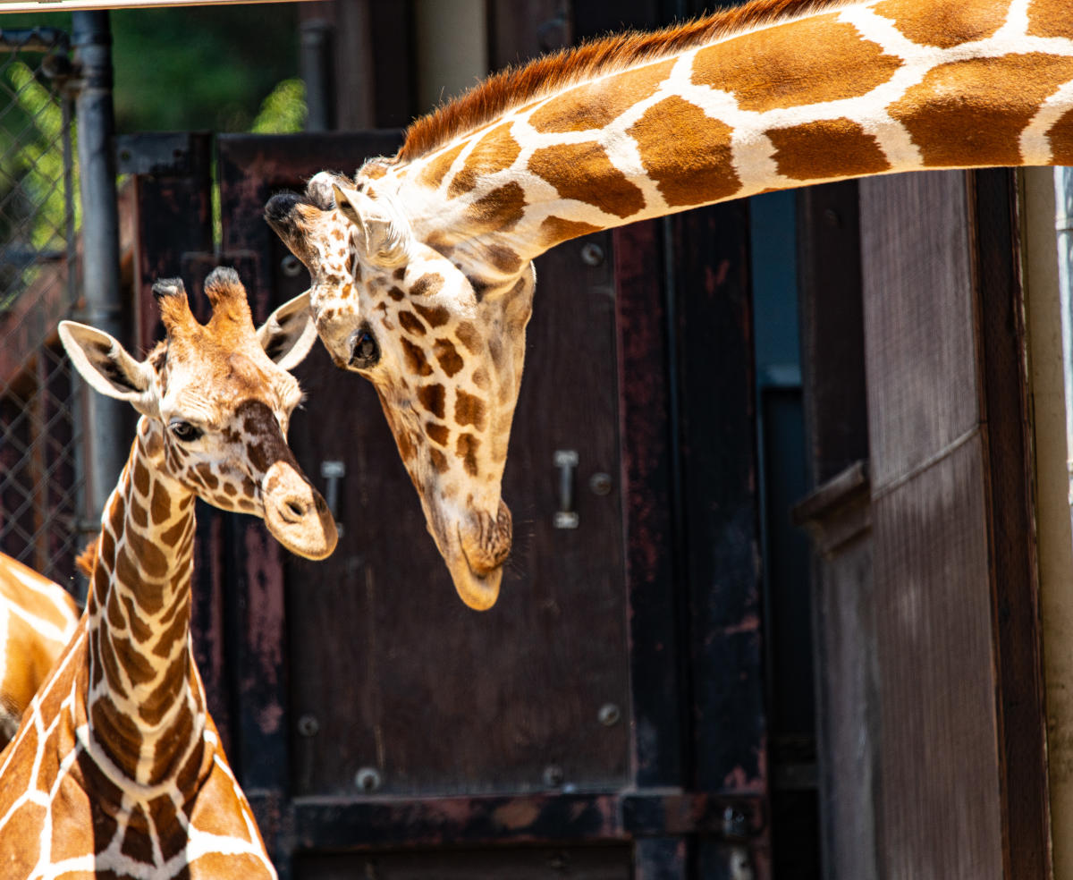 Things To Do In Oakland | Attractions, Restaurants & Events