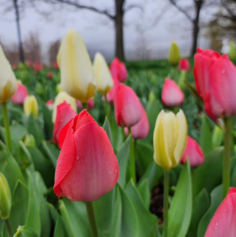 Myriad Botanical Gardens Celebrates Spring Blooms at First Tulip Festival