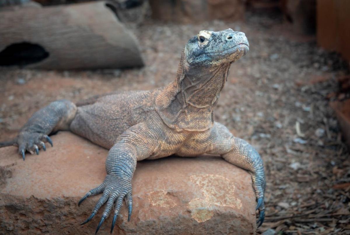 OKC ZOO ANNOUNCES 2025 CONSERVATION TRAVEL PROGRAM DESTINATIONS TO