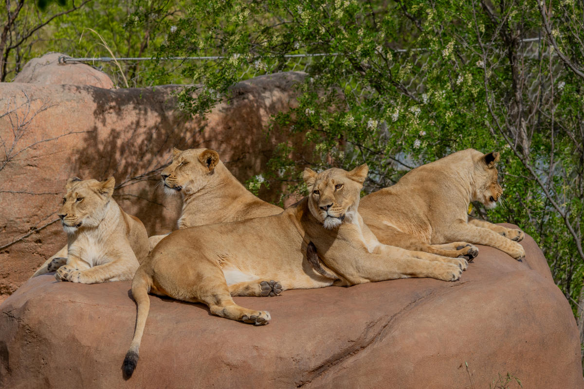 OKC ZOO WELCOMES LITTER OF FIVE AFRICAN LION CUBS TO ITS ANIMAL FAMILY