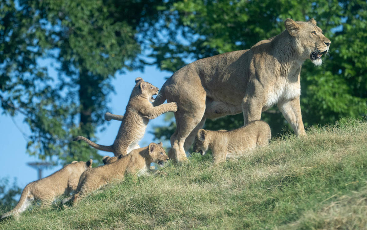 OKC ZOO CELEBRATES AFRICAN LION CUBS’ FIRST BIRTHDAY