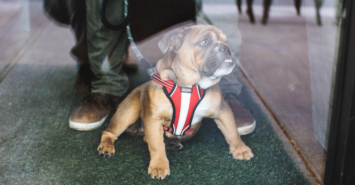 Top PetFriendly Hotels in Oklahoma City Visit OKC