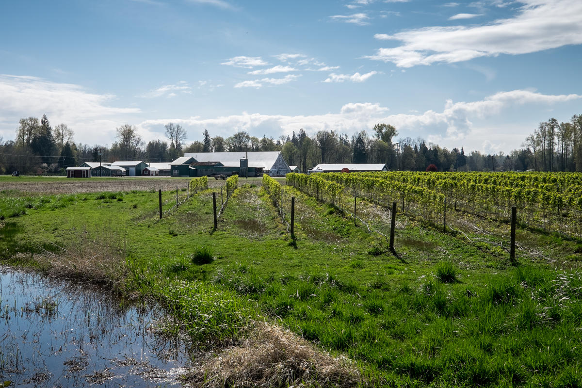 Thurston County Farms Christmas Trees, Pumpkins & Local Harvest