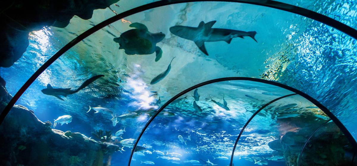 Explore Incredible Indoor Exhibits at Omaha's Henry Doorly Zoo and Aquarium