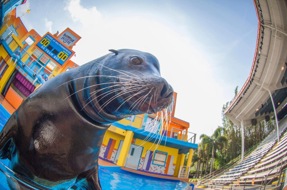 SeaWorld Debuts New 'Clyde & Seamore’s Sea Lion High' Show in Orlando
