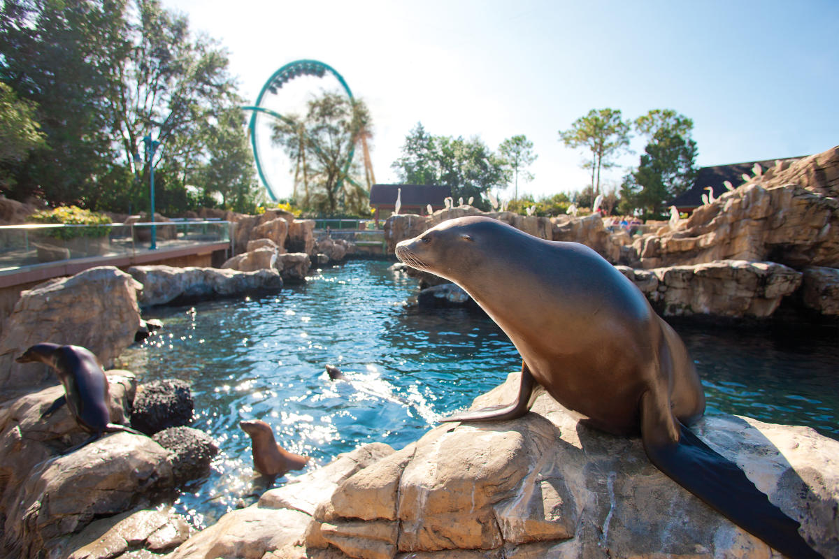 Orlando Theme Parks - SeaWorld Orlando Attractions