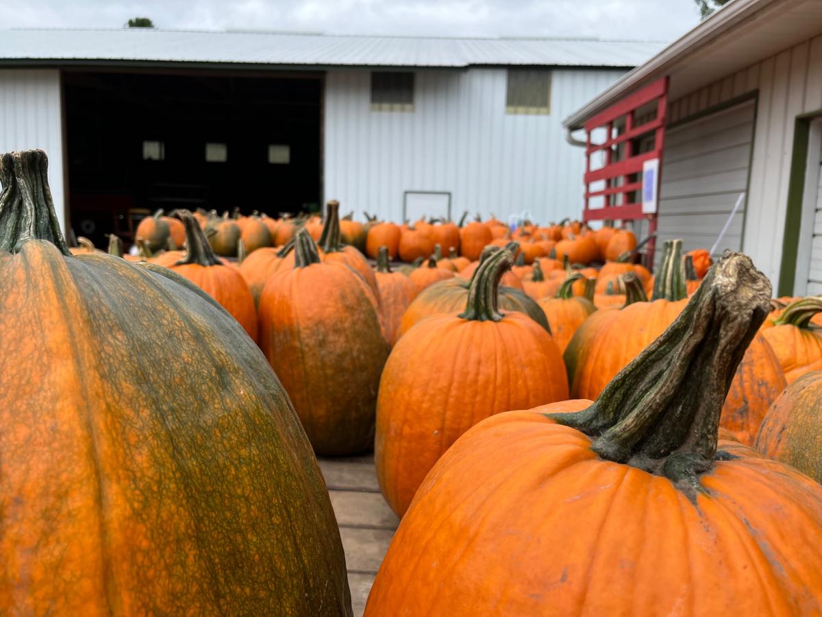 Oshkosh halloween deals