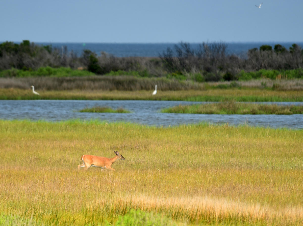 Bird Watching on the Outer Banks | Wildlife Refuges & Tours