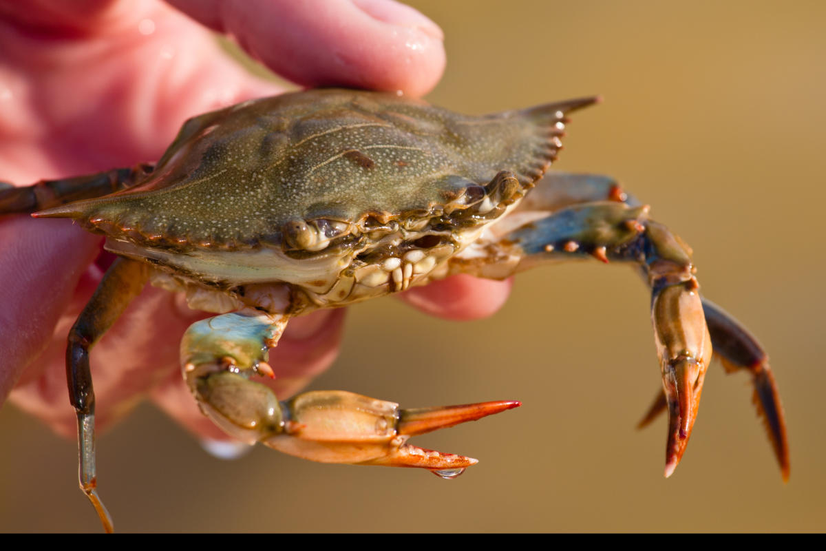 SoftShell Crabs on the Outer Banks Seafood Restaurants