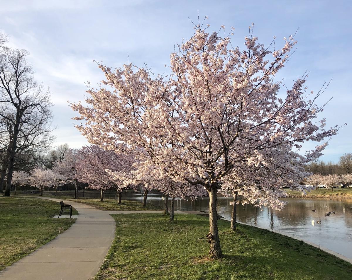 Paducah Weather Paducah