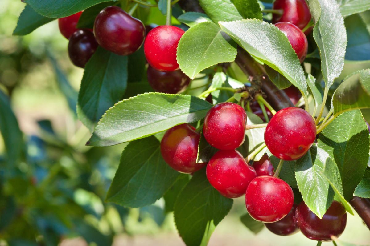 Let's Go Cherry Picking!