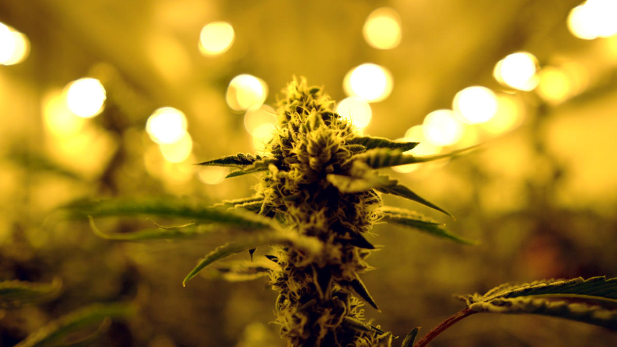 Discover Cannabis-Friendly Palm Springs | Greater Palm Springs