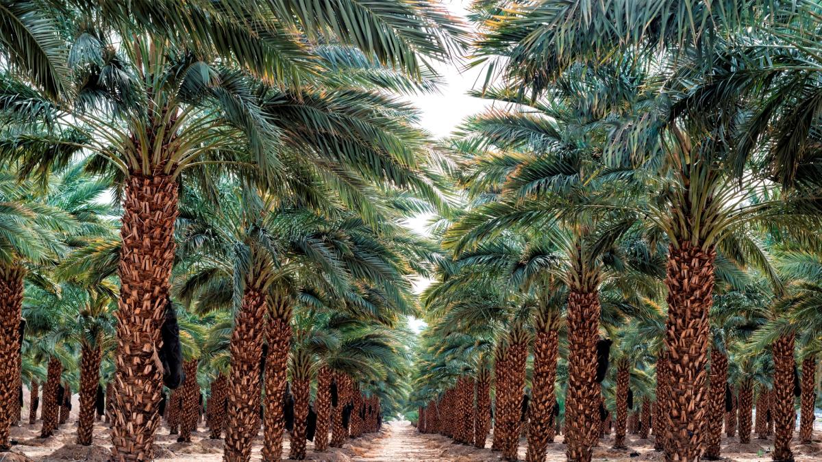 date farms in southern california