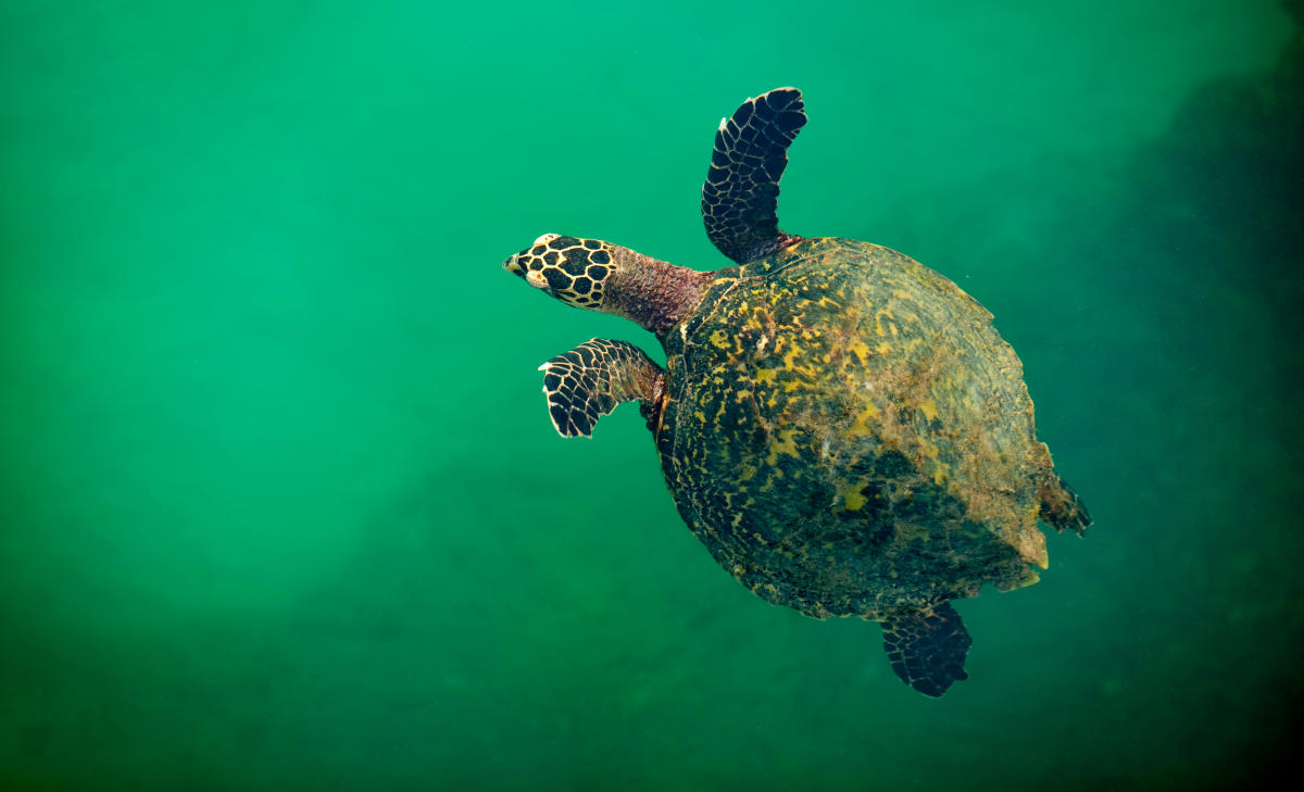 Sea Turtles in Panama Sanctuaries & Conservation Sites