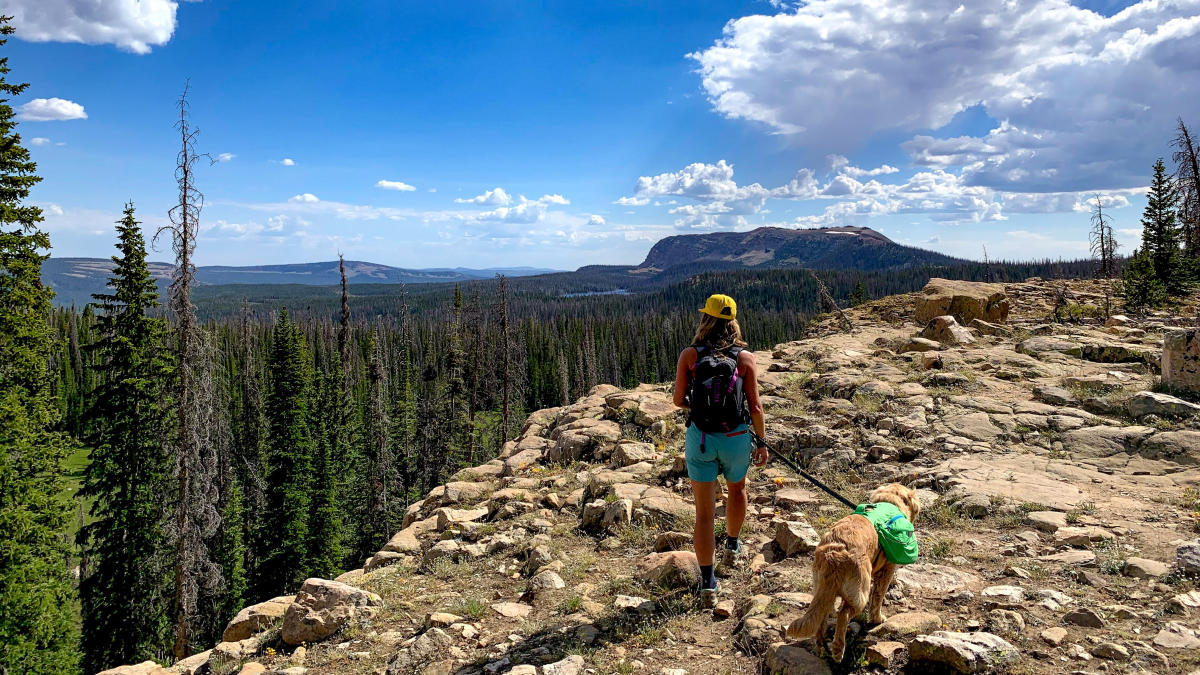 Dog friendly hikes near yellowstone sale