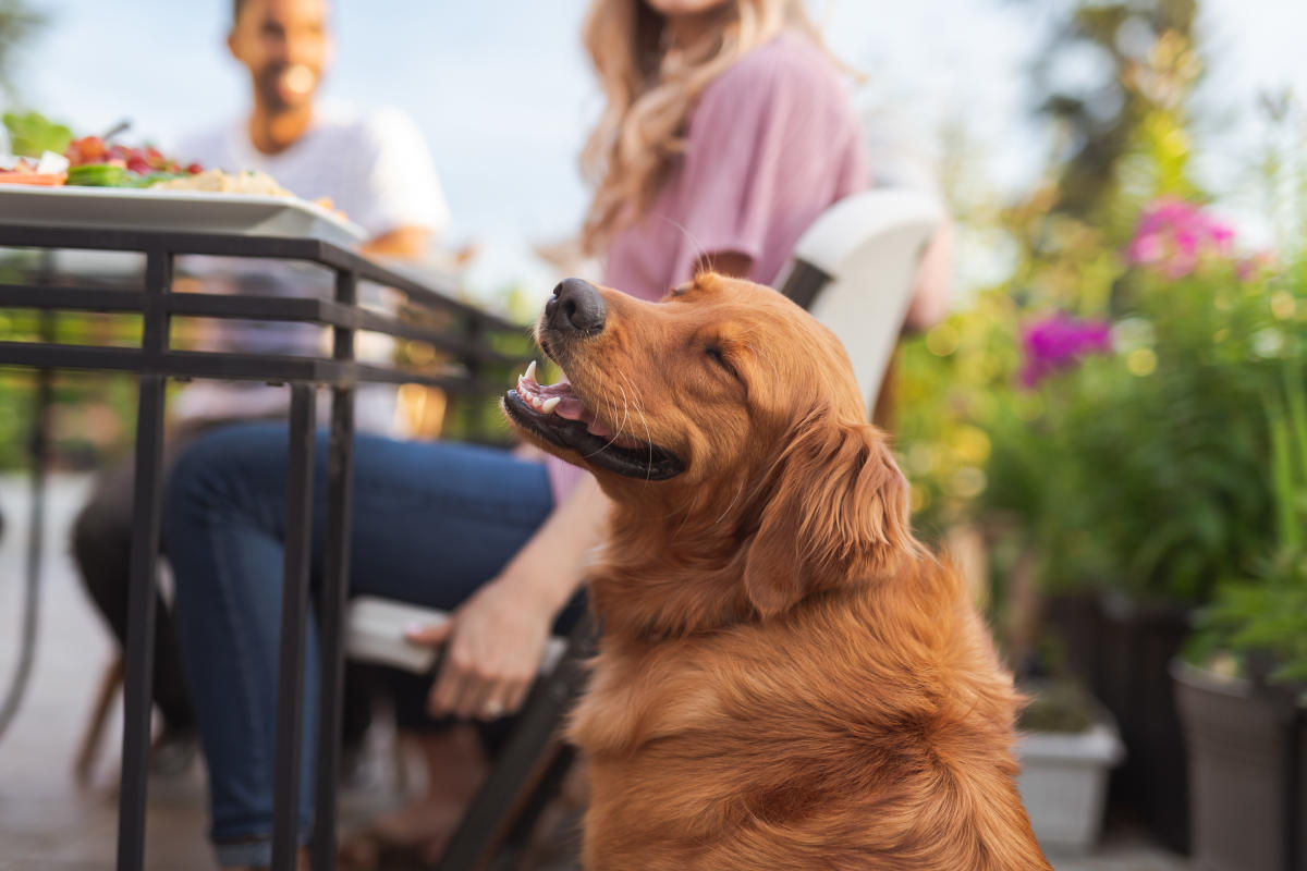 DogFriendly Patios in Park City, UT DogFriendly Places to Eat