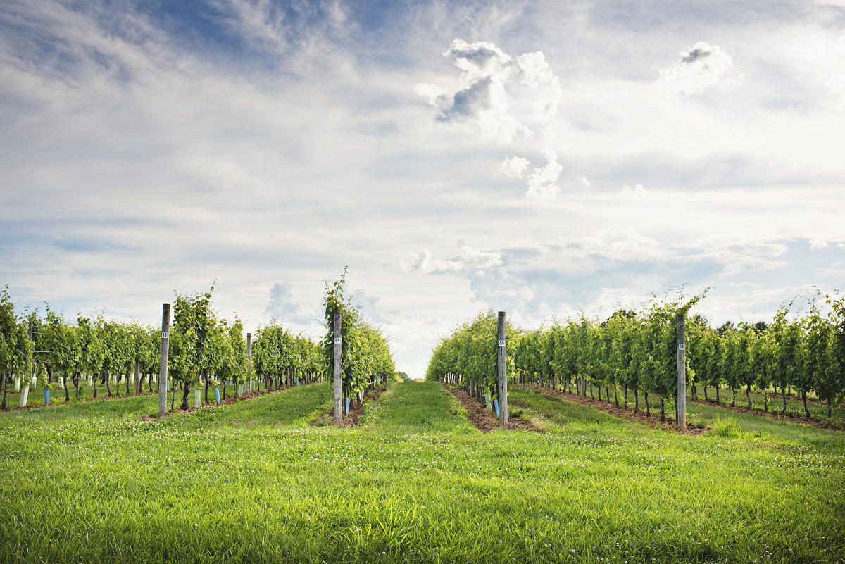 Wayvine Winery