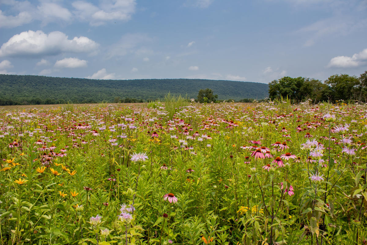 Spring is coming to Berks County, PA